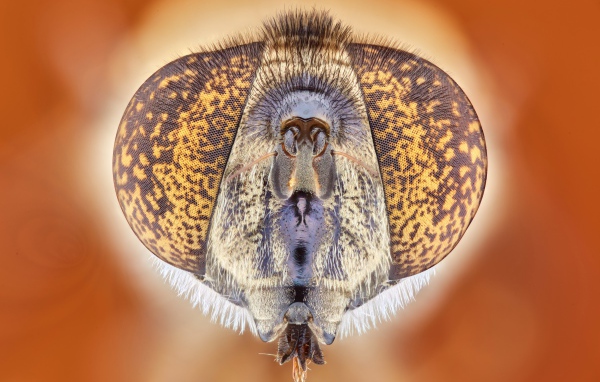 Муха под микроскопом 