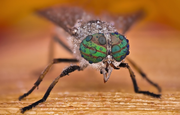 Муха с каплями воды на глазах макросъемка