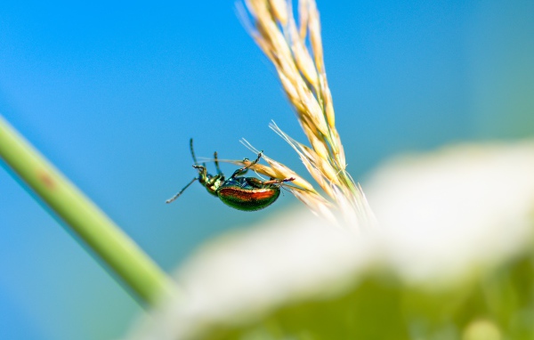 Зеленый жук бронзовка на траве 