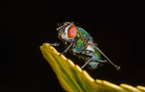 Зеленая муха на черном фоне крупным планом