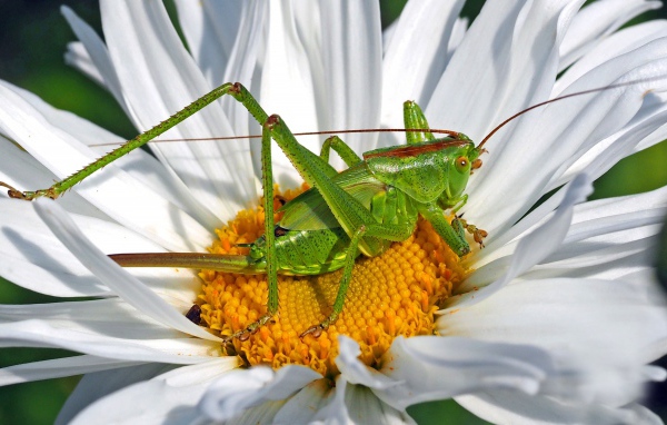 Зеленый кузнечик сидит на белом цветке 