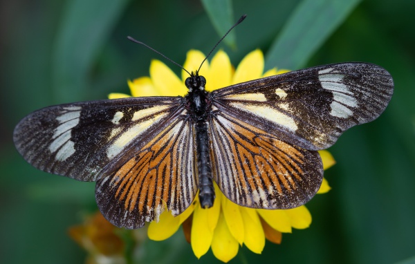 Большая коричневая бабочка на желтом цветке крупным планом