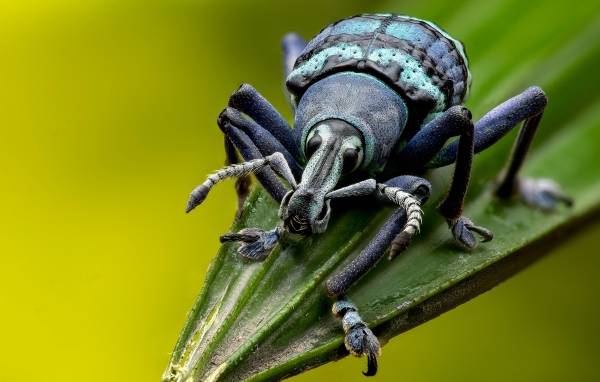 Большой жук долгоносик на зеленом листе 