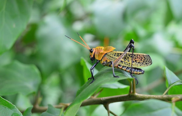 Большой желтый кузнечик сидит на зеленой ветке 