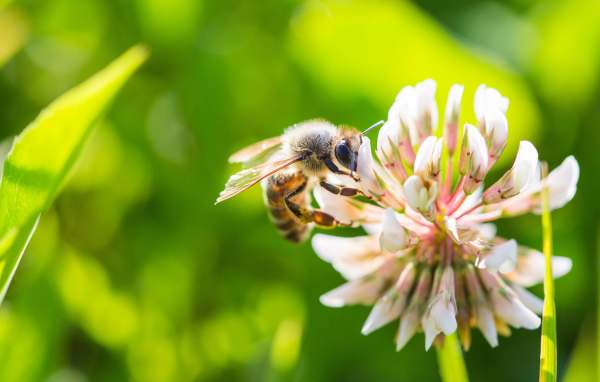 Маленькая пчела сидит на белом цветке клевера 