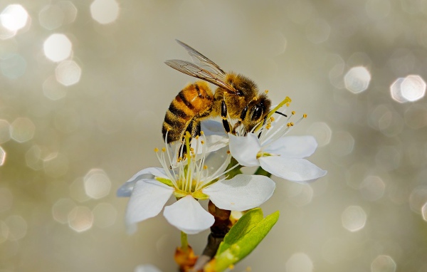 Маленькая пчела сидит на белом цветке вишни 