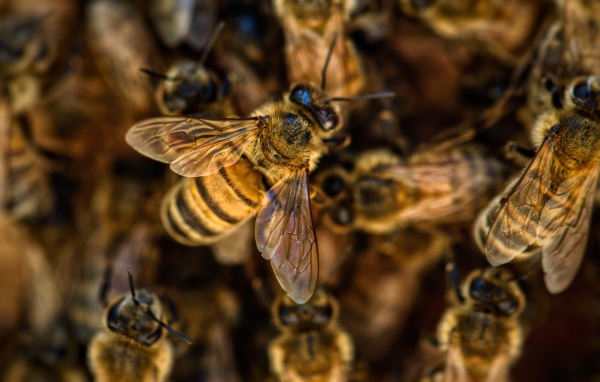 Маленькие пчелы медоносы крупным планом 