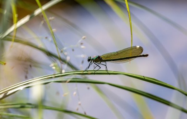 Маленькая зеленая стрекоза сидит на траве