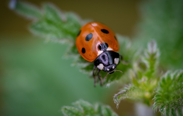 Маленькая божья коровка на зеленом листе