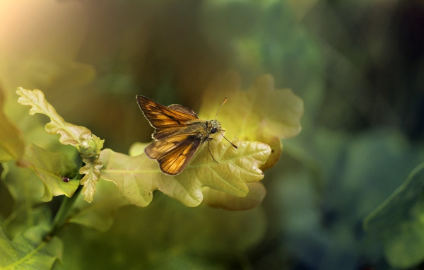 Моль сидит на зеленом листе дуба