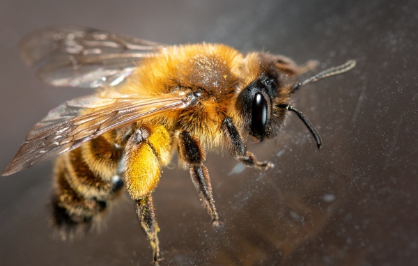 Маленькая пчела на стекле крупным планом