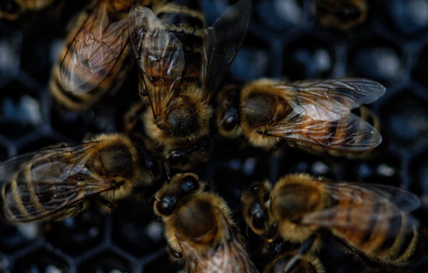 Маленькие пчелы на сотах крупным планом