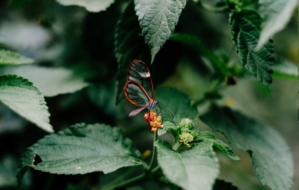 Маленькая прозрачная бабочка сидит на цветке в зеленых листьях 
