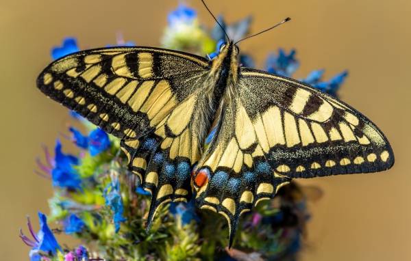 Бабочка махаон сидит на синем цветке 