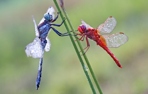 Две стрекозы сидит на зеленой траве