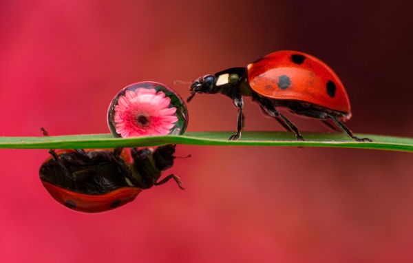 Две божьих коровки на зеленом листе с каплей росы