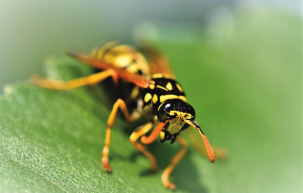 Оса сидит на зеленом листке крупным планом