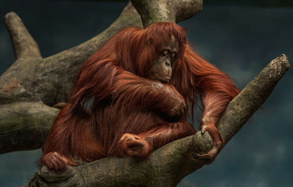 Большой орангутанг сидит на дереве 