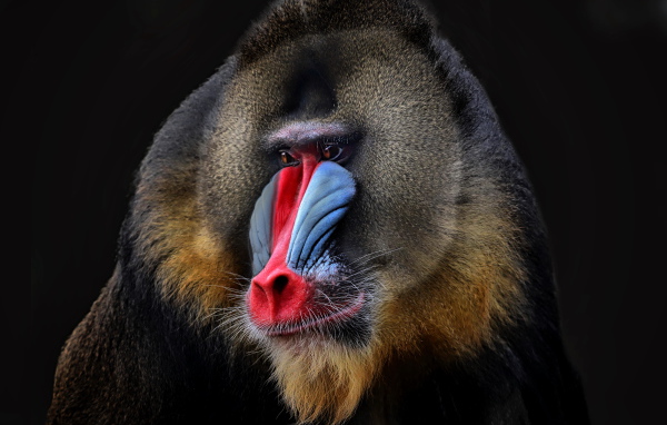 Мандрил с красным носом на черном фоне