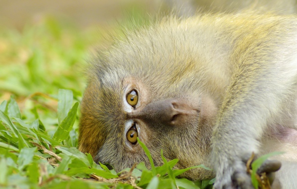 Обезьяна лежит на зеленой траве