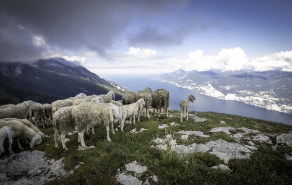 Стадо овец на краю скалы у фьорда 