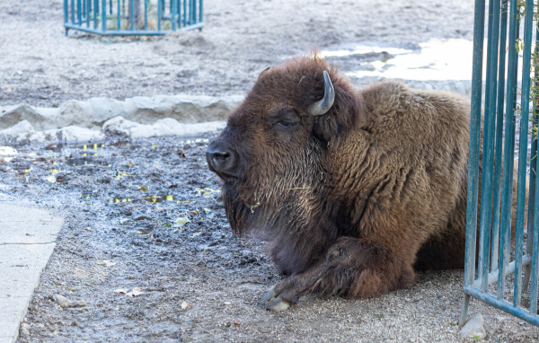 Большой американский бизон лежит в грязи