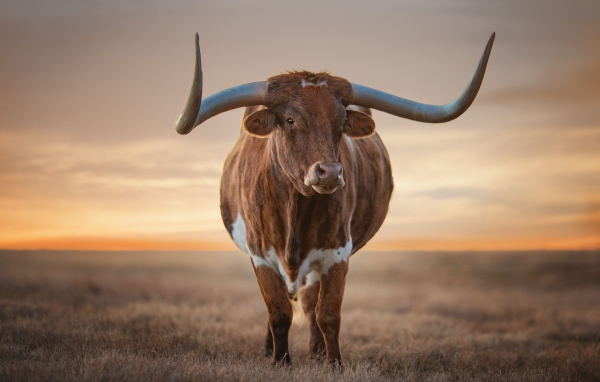 Большой коричневый бык с большими рогами