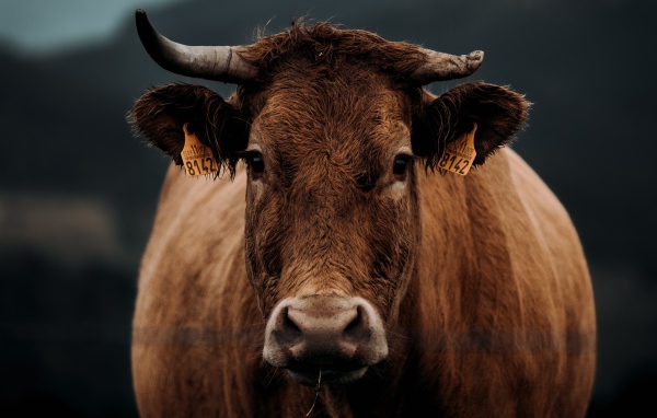 Большая коричневая корова крупным планом 