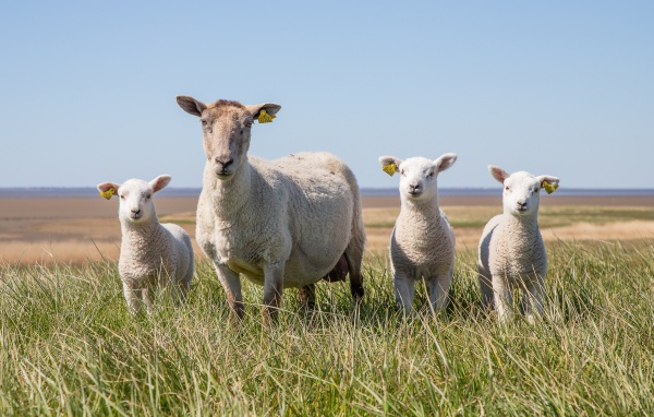Большая овца с ягнятами на зеленой траве 