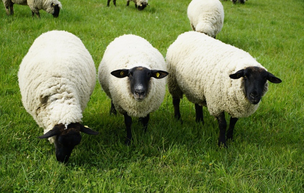 Пушистые овцы на зеленой траве 