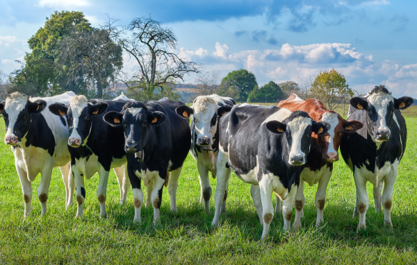 Стадо коров пасется на зеленом лугу 