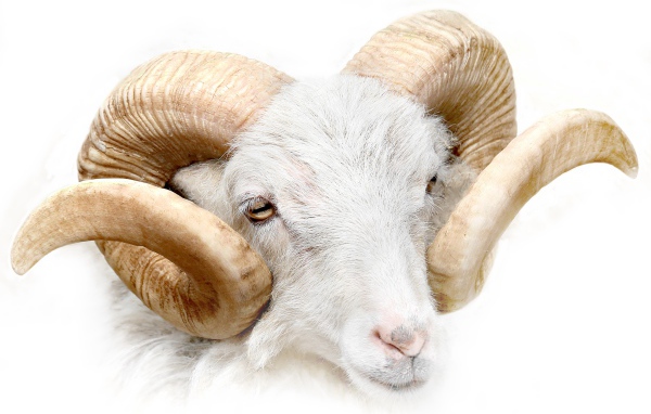 Баран с большими рогами на белом фоне