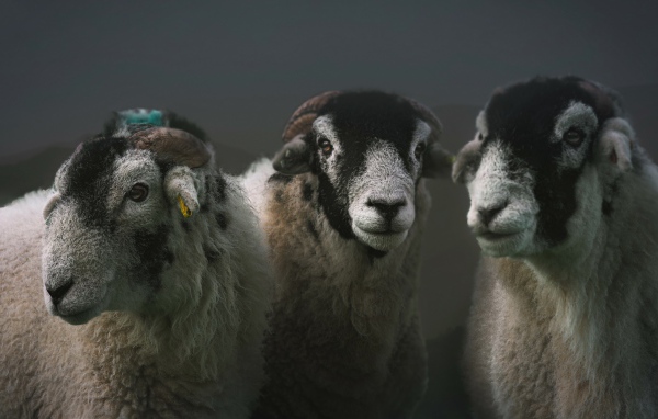 Три овцы на сером фоне