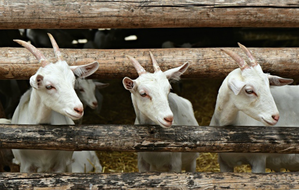 Три белых козленка в загородке 