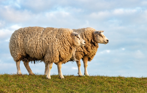 Two big shaggy sheep on the field