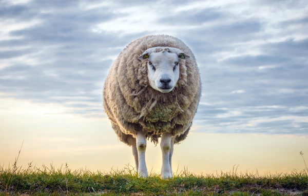 Нестриженая овца на поле на фоне неба 