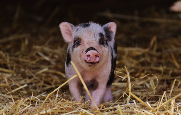 Маленький забавный поросенок в сарае на сене 