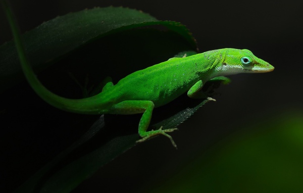 Красивая зеленая ящерица на листе