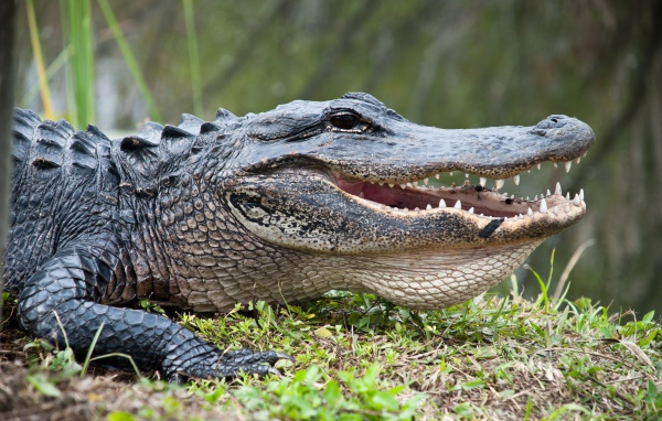 Big crocodile on the green grass