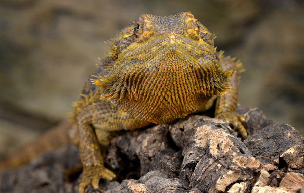 Большая игуана сидит на сухой коряге