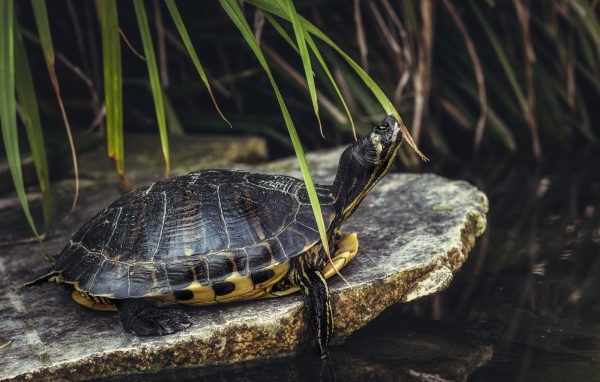 Большая черепаха на камне у воды