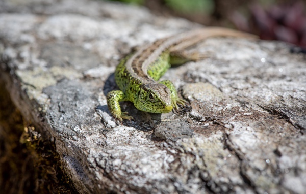 Green lizard sits on a stone