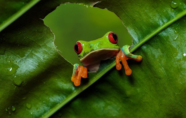 Зеленая красноглазая квакша сидит на зеленом листе