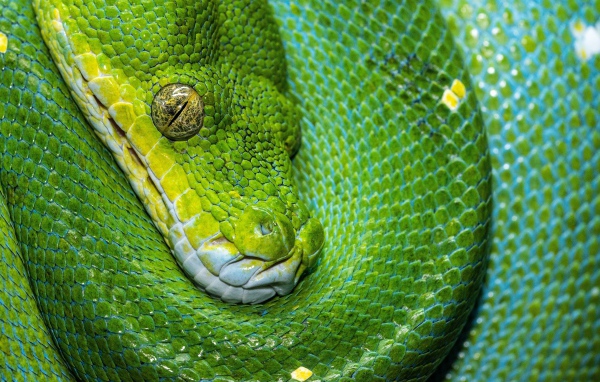 Зеленая змея крупным планом