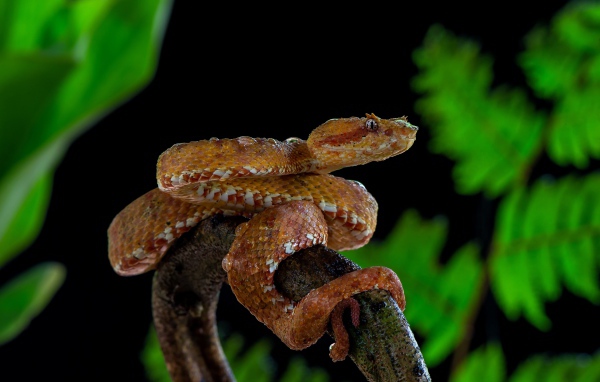 Большая ядовитая змея на ветке дерева 