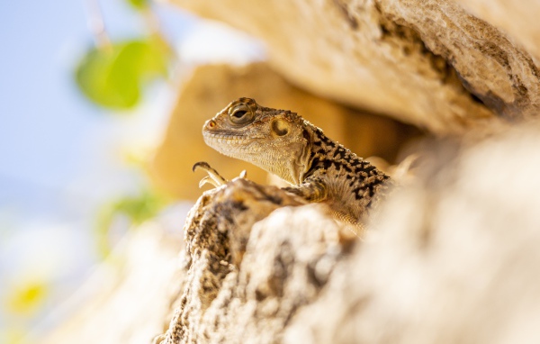Маленькая ящерица прячется в камнях 