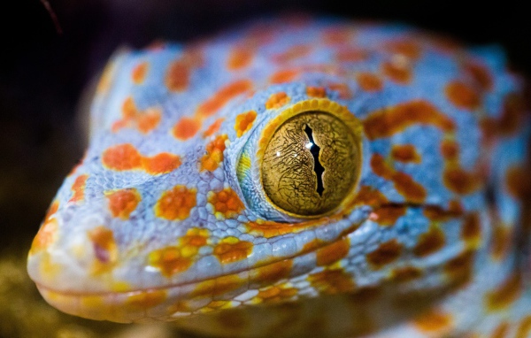 Голова ящерицы с желтыми глазами крупным планом 