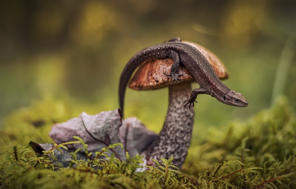 Ящерица сидит на грибе в лесу