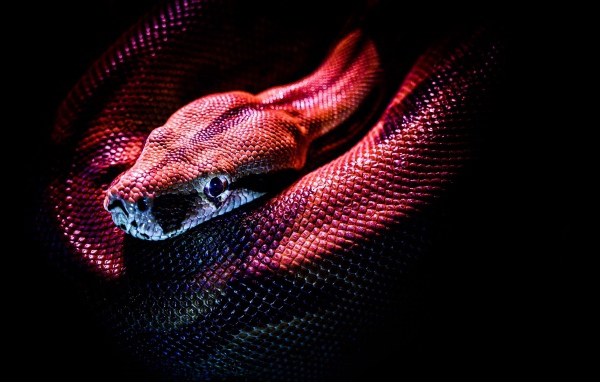 Red snake on a black background