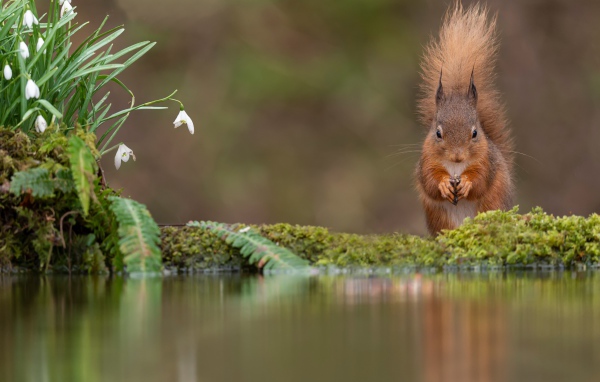 Белка с пушистым хвостом грызет орех у воды